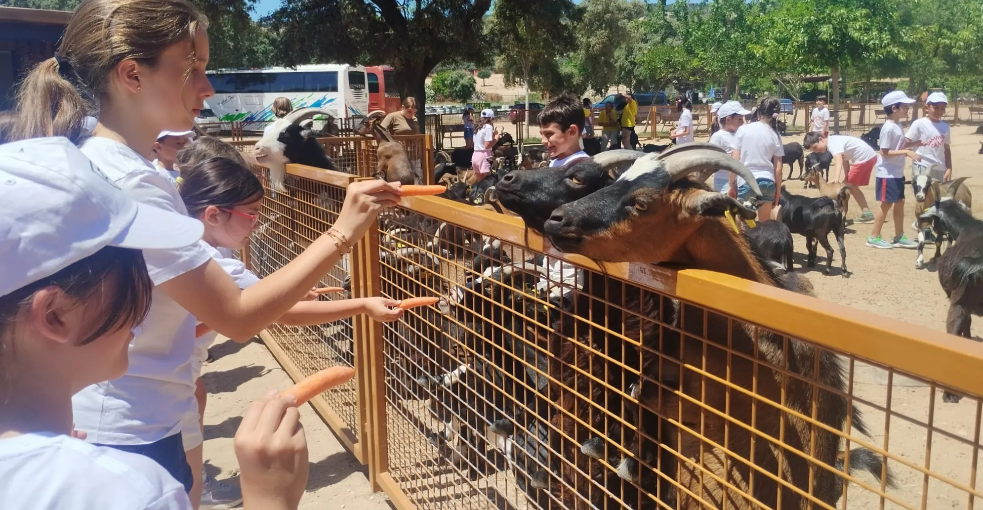 Exploradores Salvajes